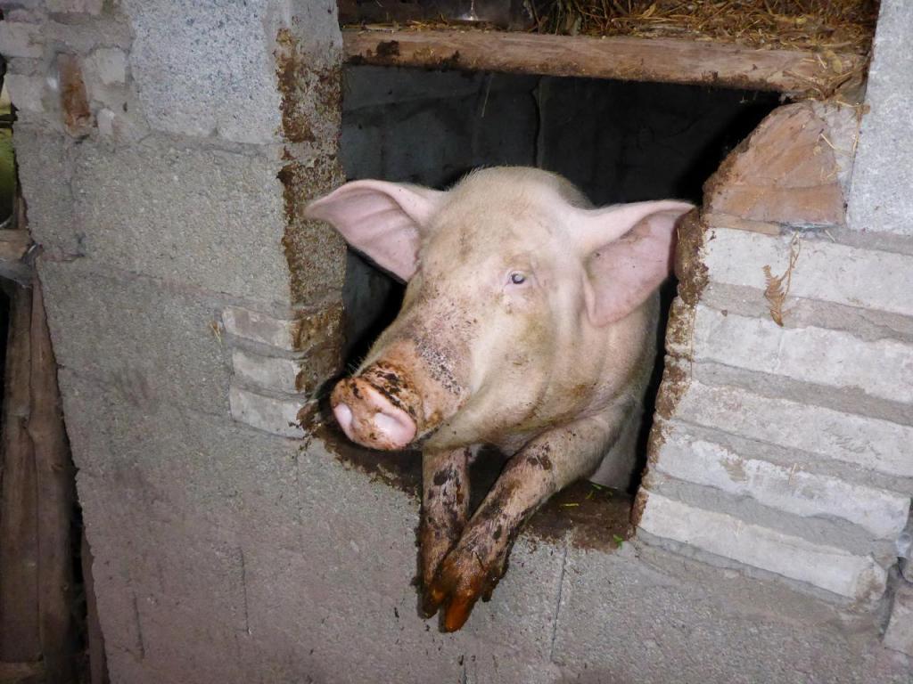 One of her hogs right next to the people toilet. This guy popped out and wandered what was going on. Looks like he was eating. 