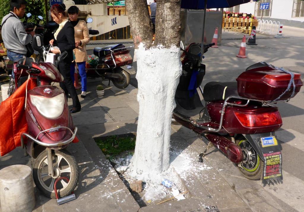 There isn't a whole lot of science to this. Just throw the paint around and hope that the tree gets covered. Anything next to the tree also gets some! I wouldn't like to be this moped's owner. 