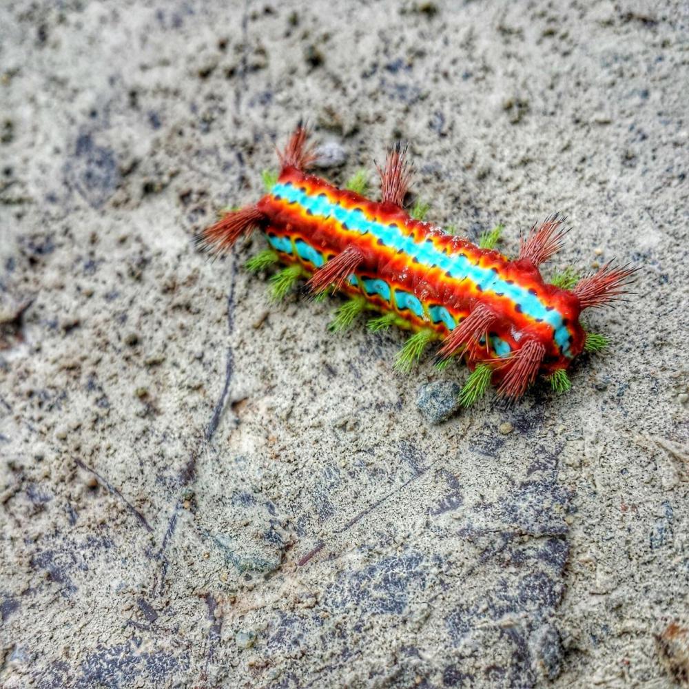 Interesting caterpillar. 