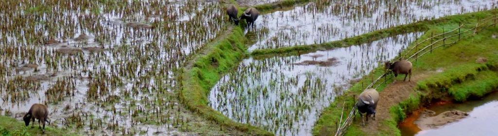 Flooded rice fields and water buffalo. 