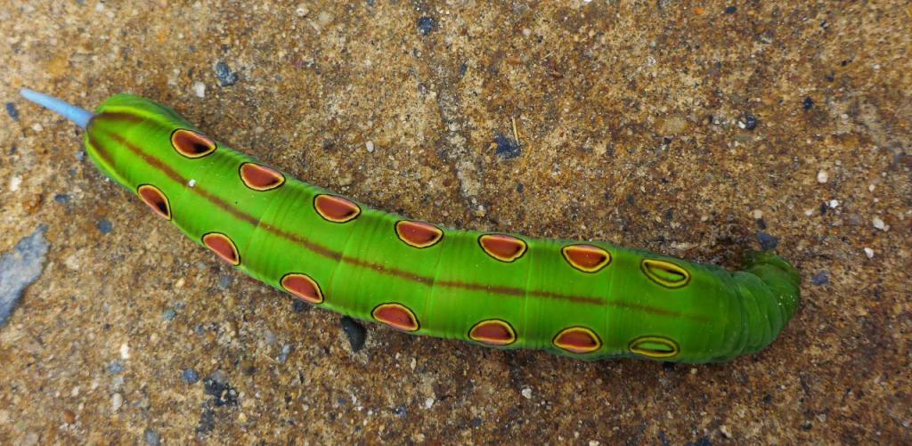 A very interesting caterpillar. 