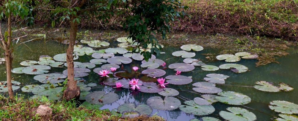 A beautiful lily pond. 