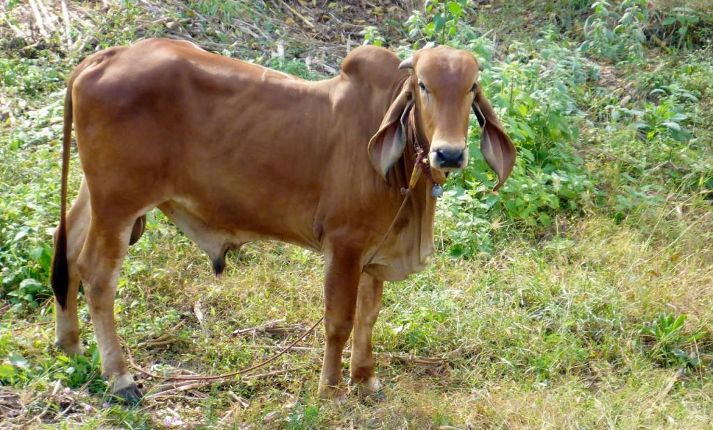 A one hump cow with very long ears. 