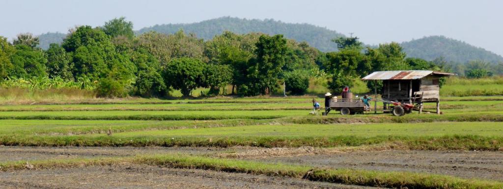 Rice fields.