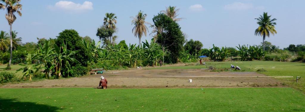 Hand cultivating grass. 