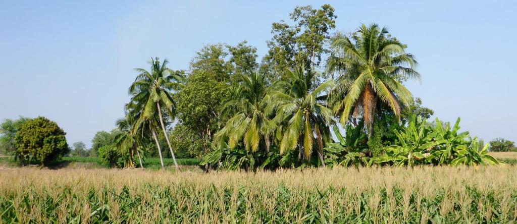 Corn and coconuts. 