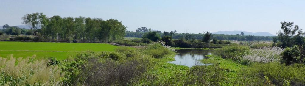 The tropical countryside is beautiful.