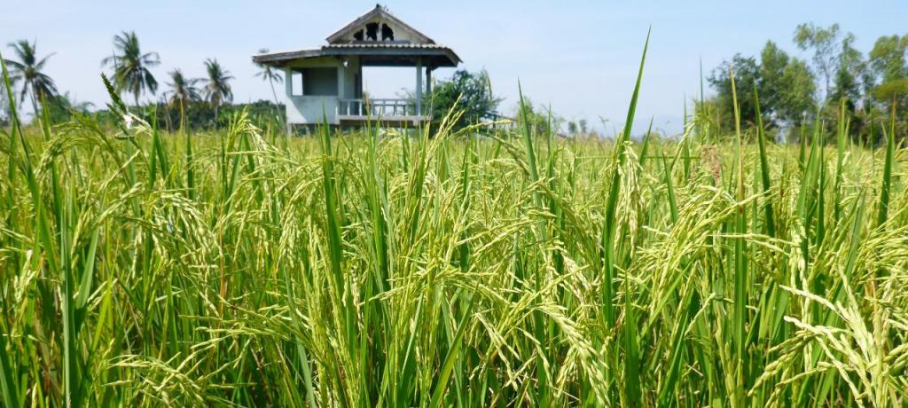 Rice growing.