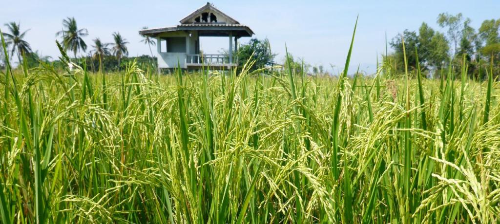 Rice growing. 