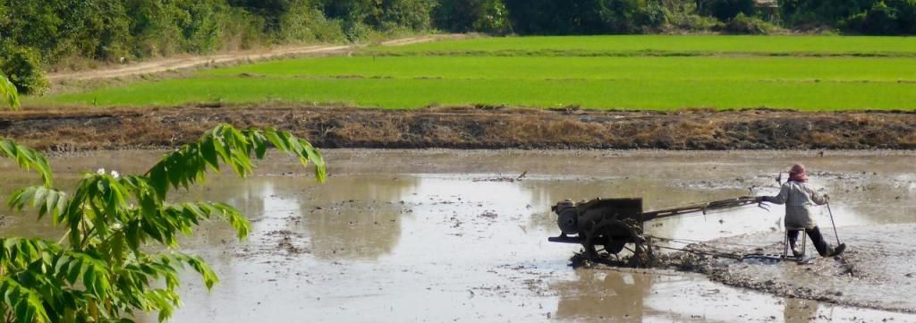 Plowing the rice field before throwing rice seed on top. This guy is really surfing. Looks fun.