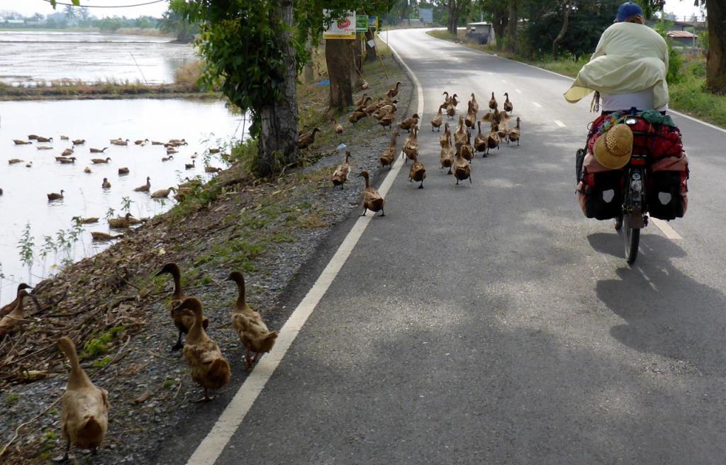 Jocelyn sometimes causes such commotion when she rides by. These ducks went bonkers. 