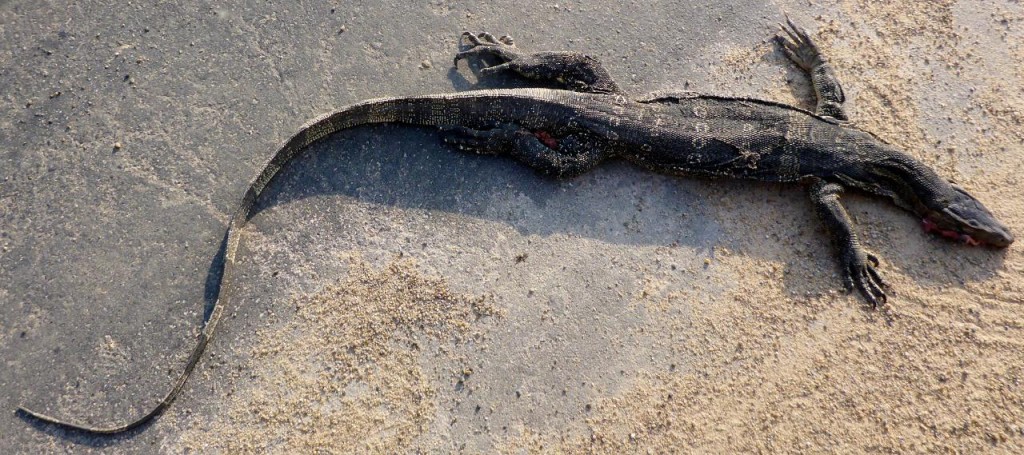 We have seen several of these lizards in the water and smashed on the road. 