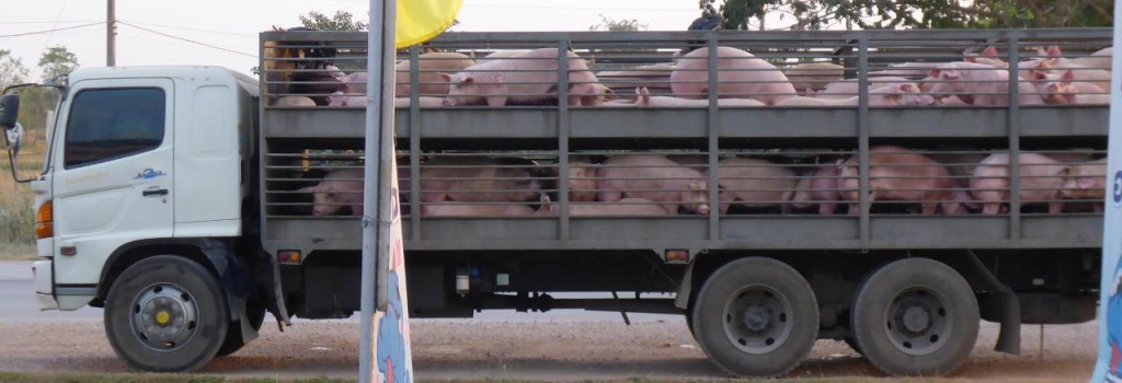 Pigs going to the market. 