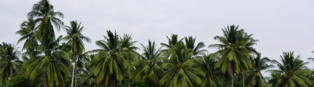 Miles and miles of coconut trees. 
