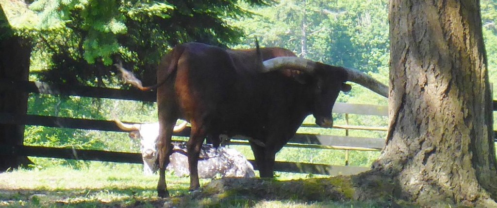 A longhorn steer. 