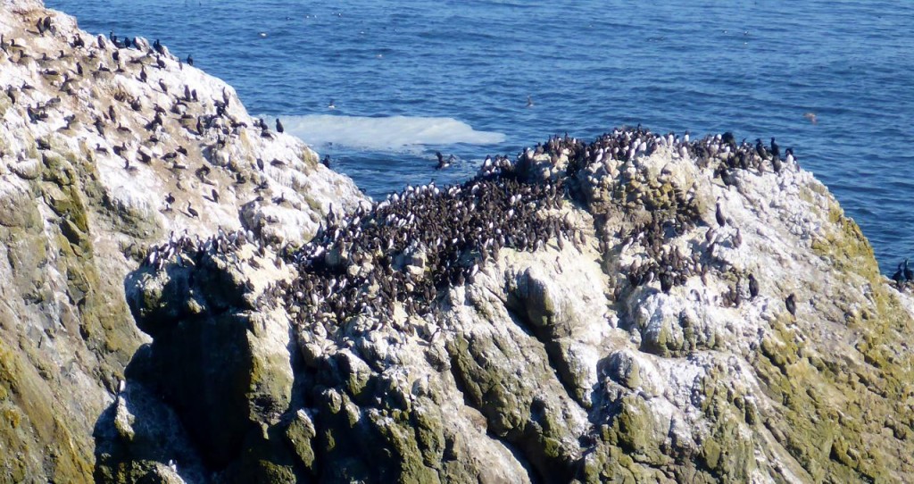 A puffin rookery near Yaquina Bay Lighthouse. 