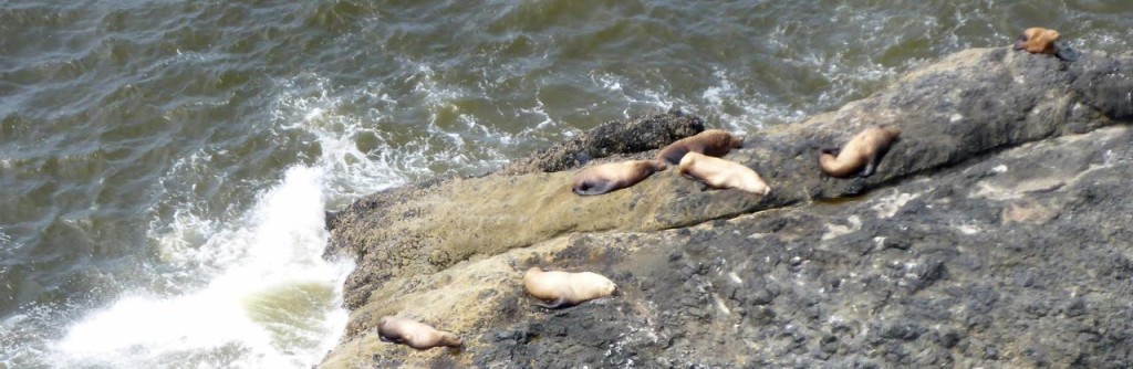 Sea lions basking. 