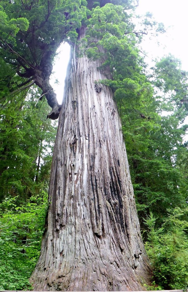 This is the local Big Tree. 309 feet tall, 22 foot diameter and 1,500 years old. 