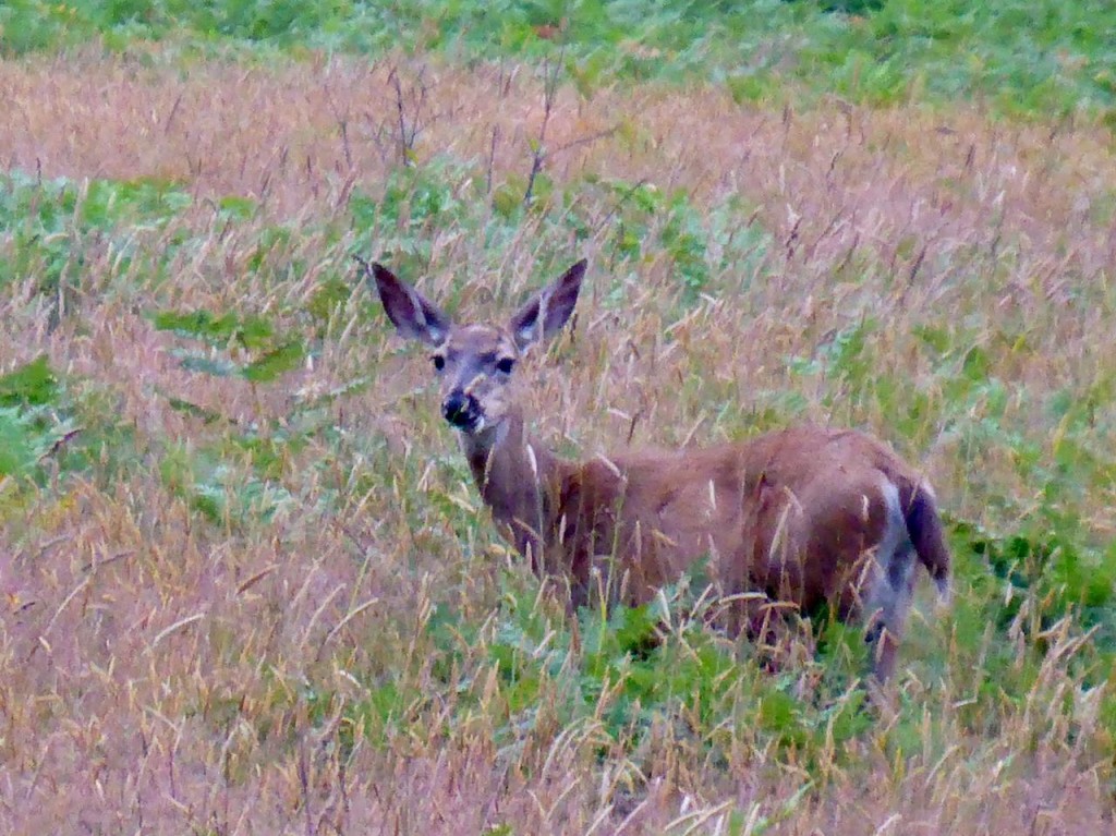 An early morning deer or elk. 