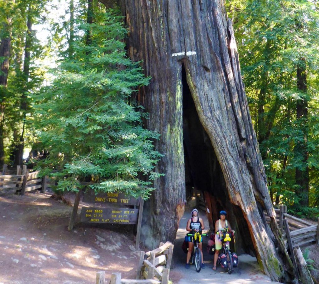 A drive through redwood tree - but not in our truck. 