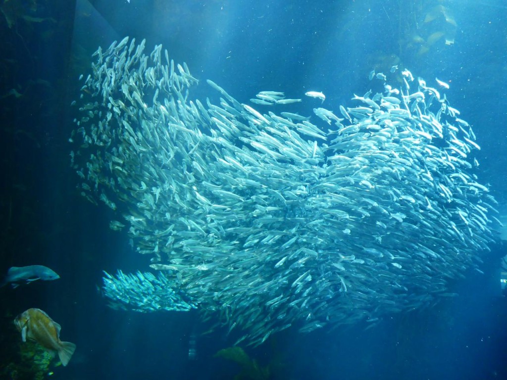 A school of sardines at the Monterey Bay Aquarium. 