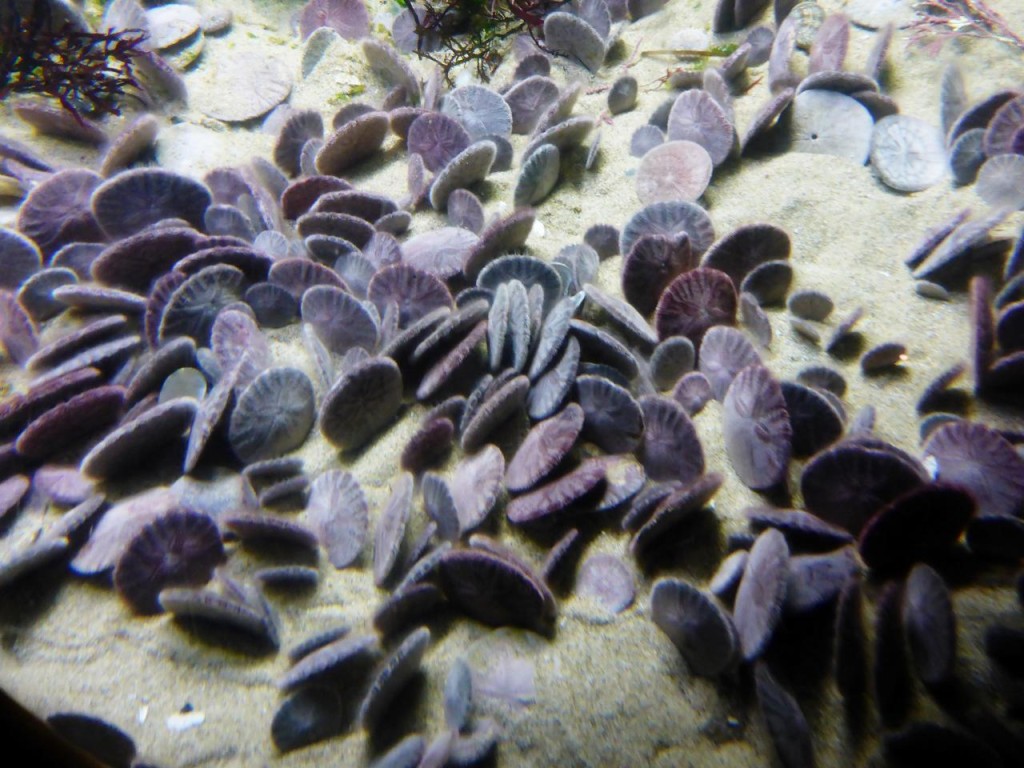 Sanddollars spend most of their time standing up.