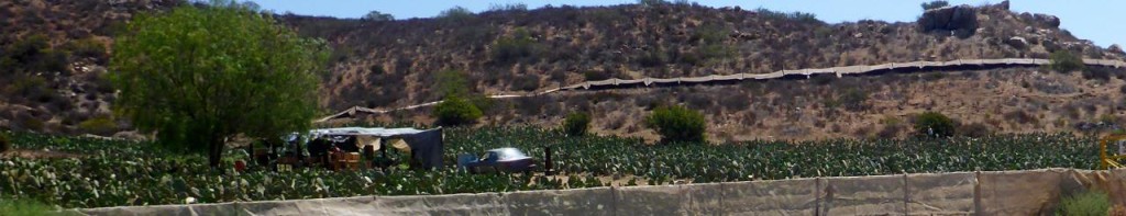 Cactus farm. 