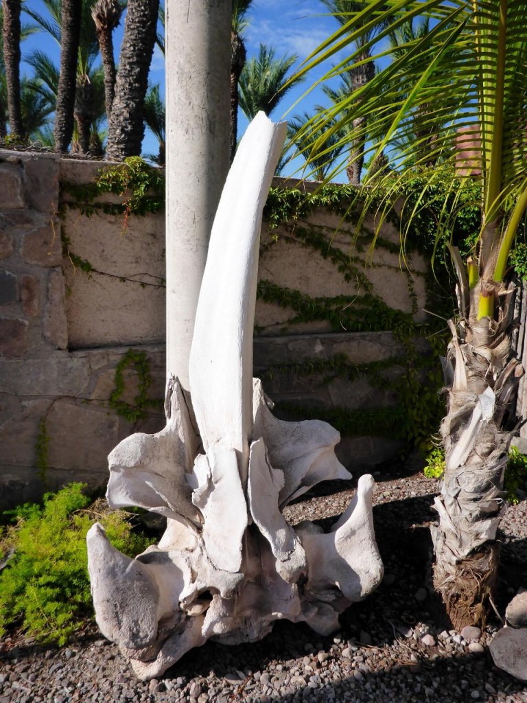 Whale bones are displayed in most coastal towns. 