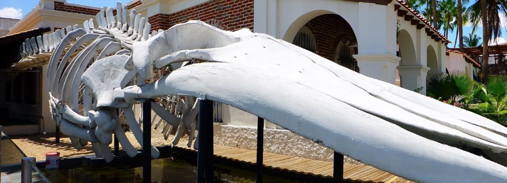 Many towns and cities display whale bones. This is an entire whale. 