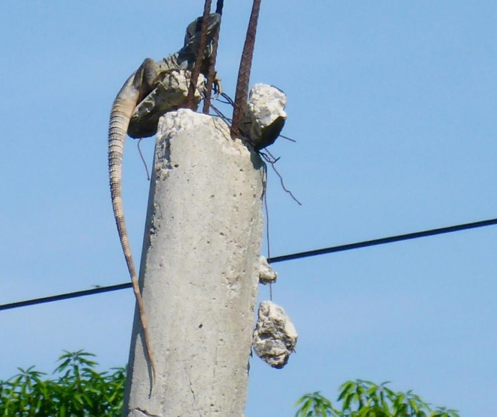An iguana hanging out on a pole. The locals call them tree chickens and hunt them. 