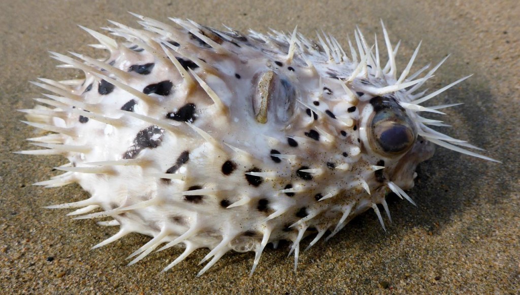 I spotted this still alive puffer fish on the beach and threw him back. 