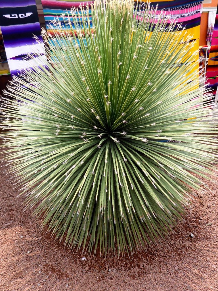 A really cool cactus. 