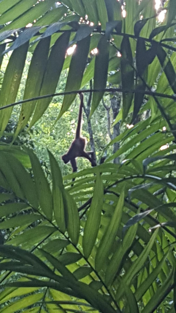 Cool shot of a spider monkey this morning. 