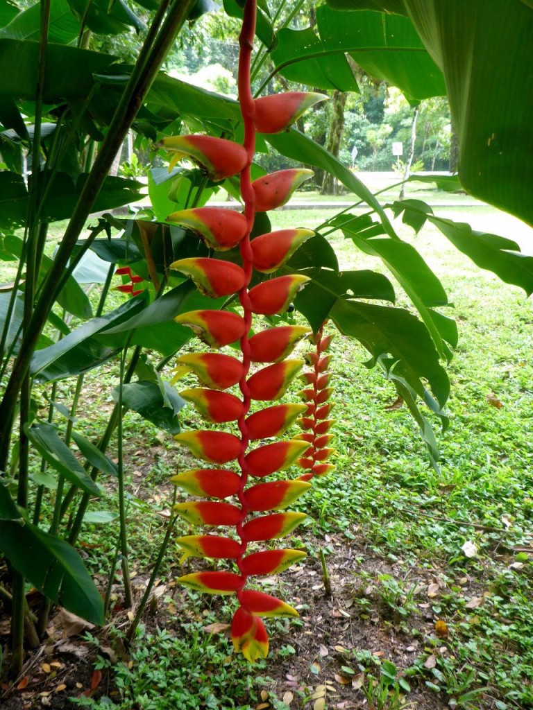 Beautiful tropical growth. 