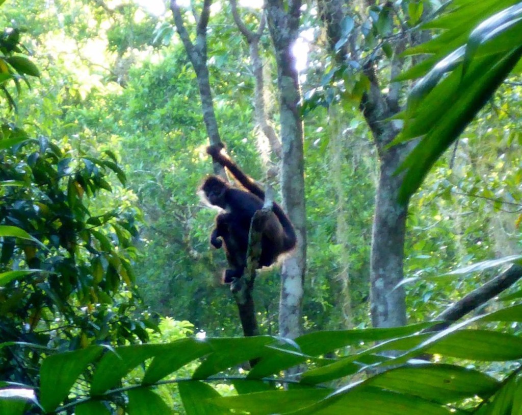An out of focus spider monkey. 