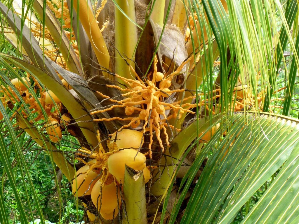 Young coconuts. 