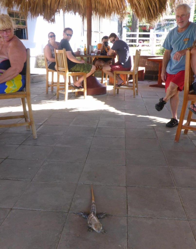 At most outdoor lunch spots there are dogs wanting food. This iguana was a first as the customers threw it fries and other food. 