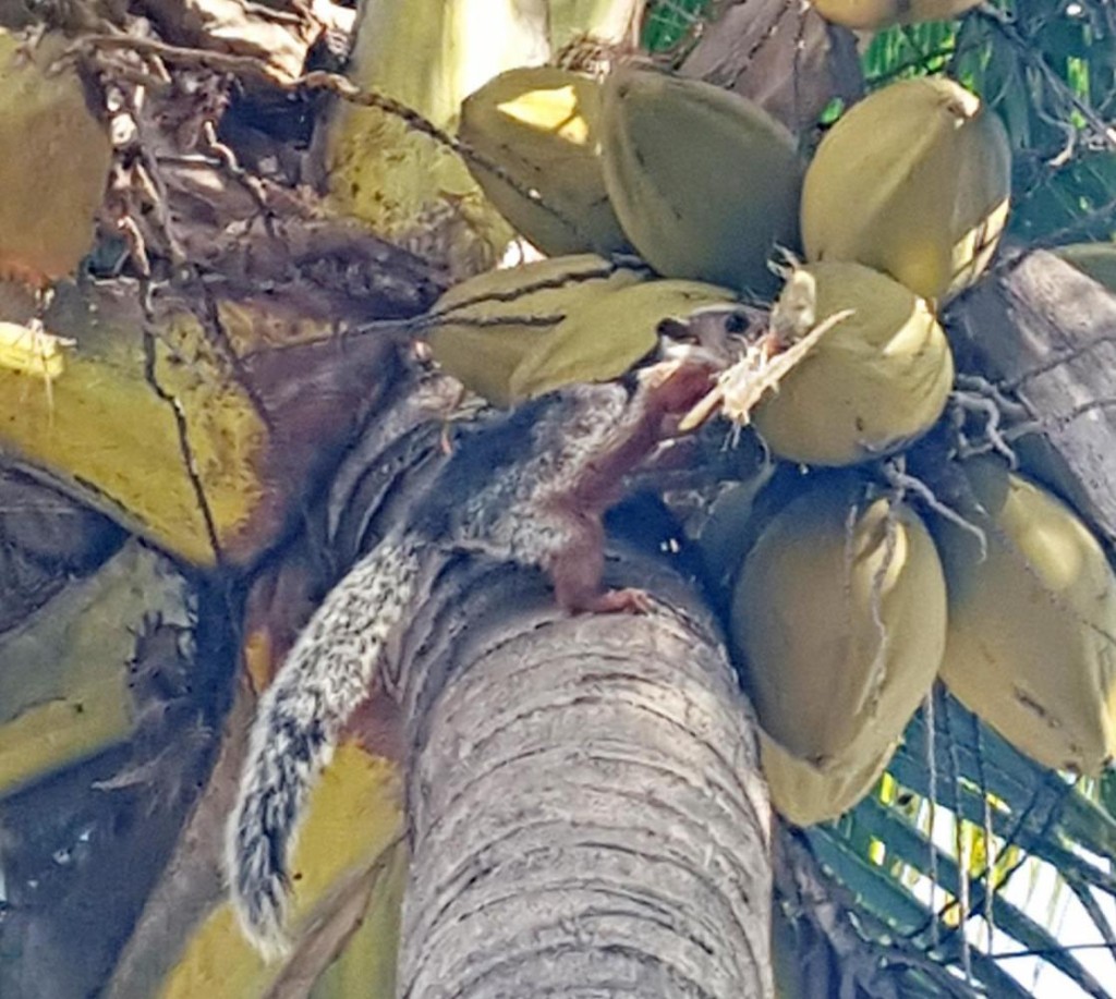 We were standing under this coconut palm when it started dripping. We looked up and a squirrel had bit through one and started eating. 