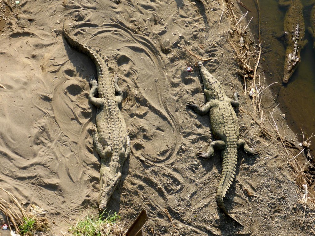 Our first wild crocodiles! They were huge! 