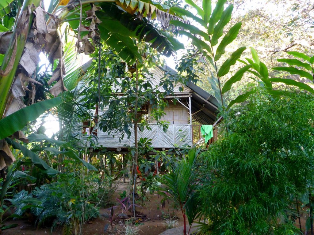 ...and hostel. This open jungle room had 10 bunk beds for $11 a night each! 