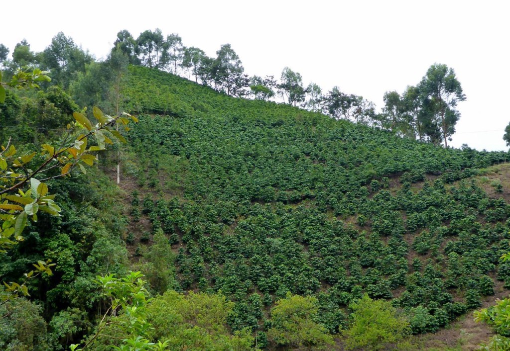 Colombian mountain grown coffee. 