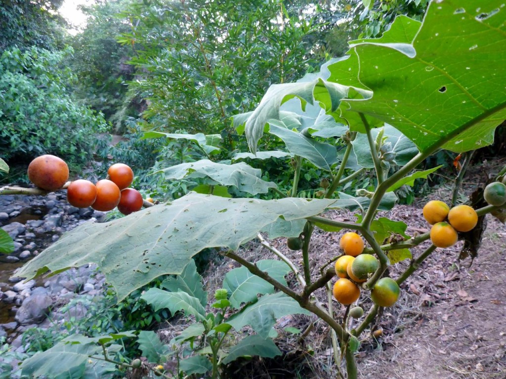 A jungle tomato. 