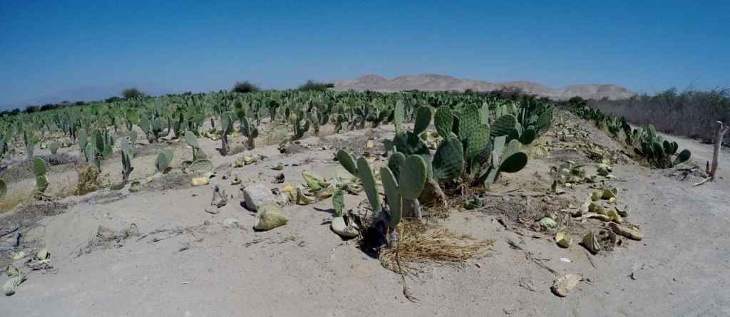 Cactus is grown here as a crop for its liquid as water is so precious in the desert. 