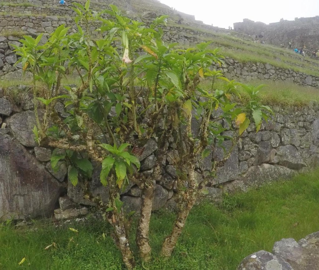 This tree was used by the Incan priests to make hallucinogenic beer to get spiritual. 