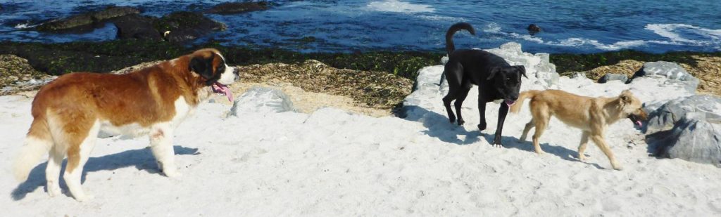 Dogs on the beach. 