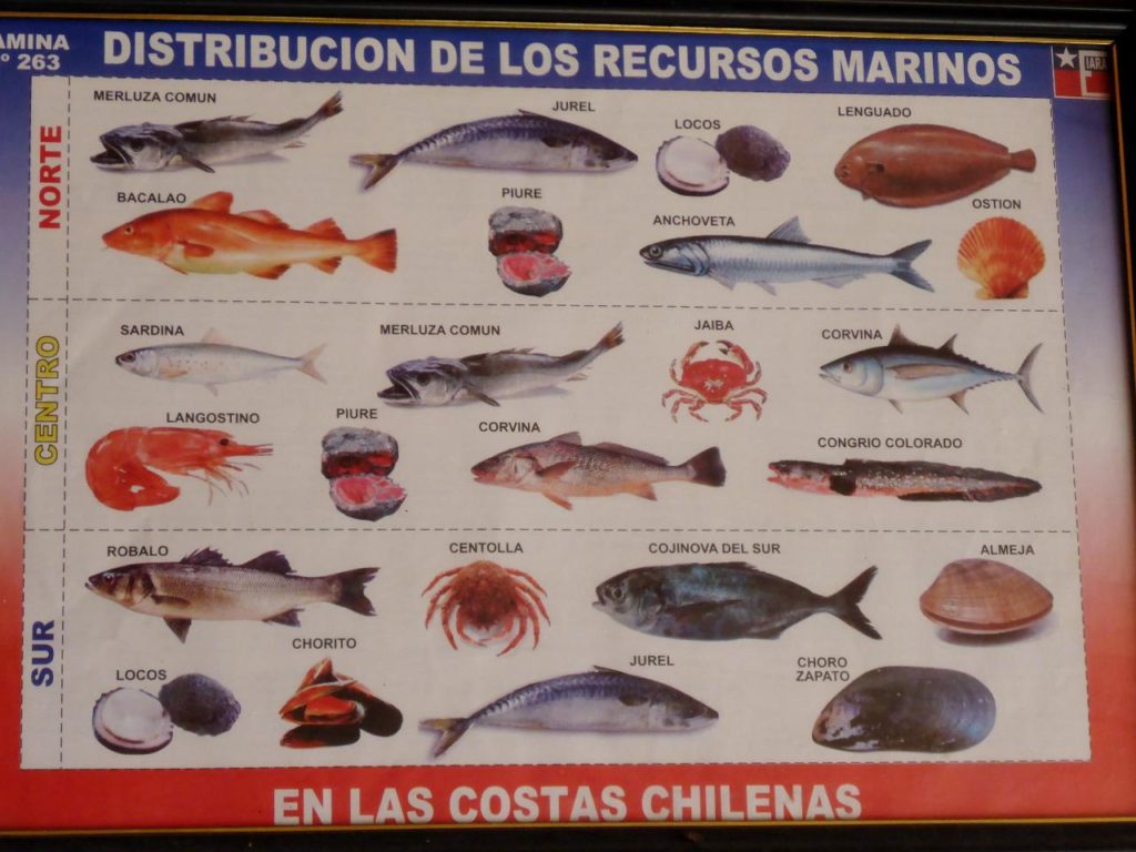 Several species of Chilean seafood. 