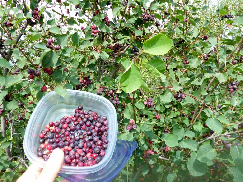 Berry picking in Indian Head at a community garden.
