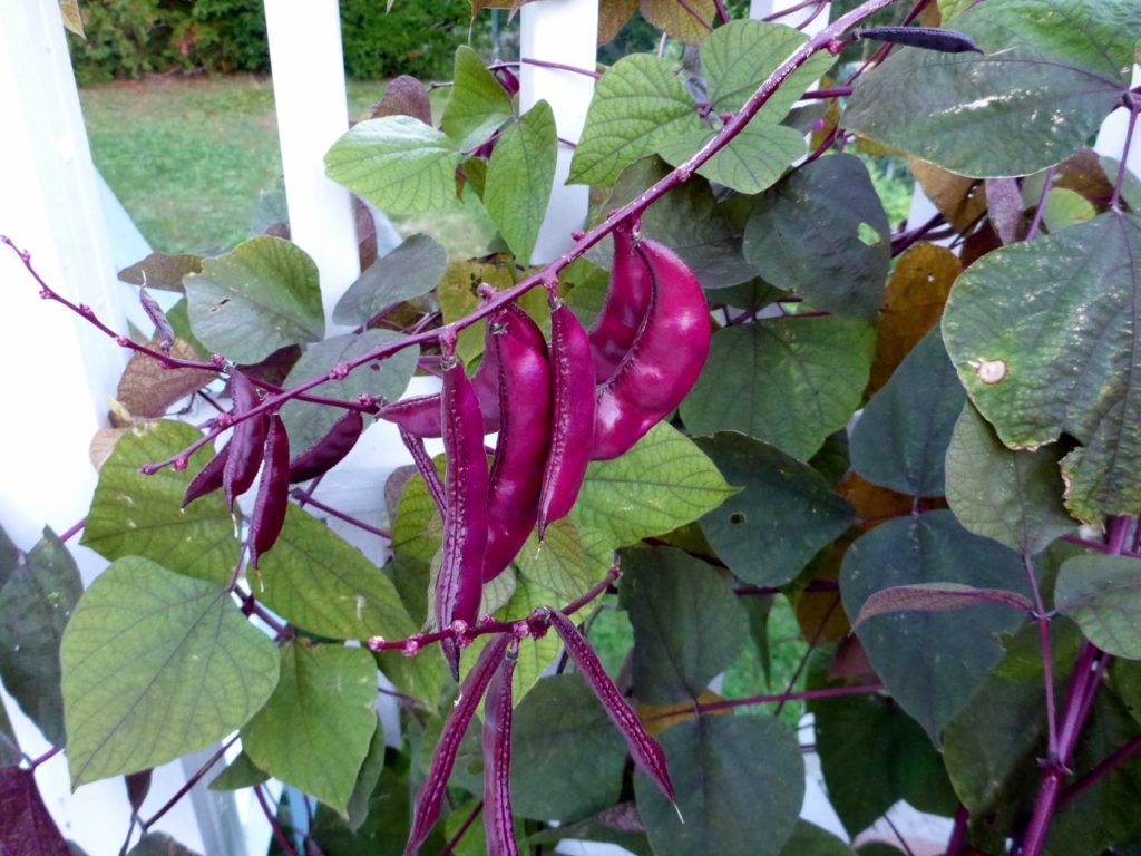 Purple beans!