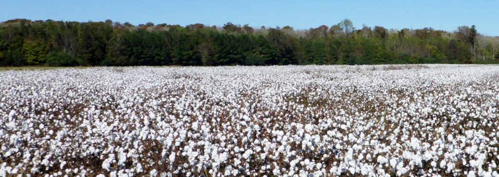 Cotton fields.