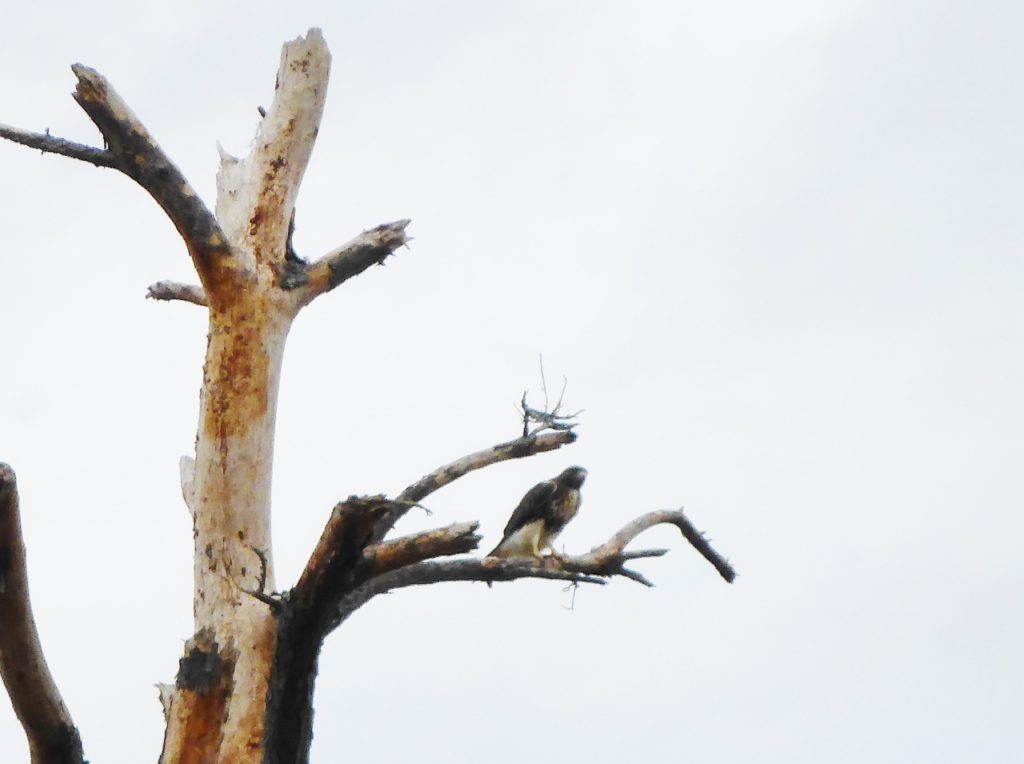 An osprey.